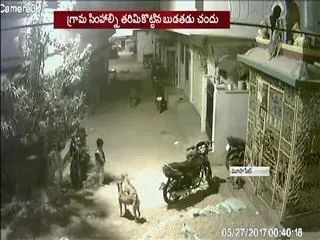boy fearlessness towards dogs; video goes viral - Sakshi