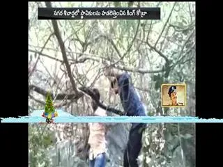 15-feet-long King Cobra coimbatore - Sakshi