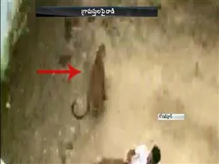 leopard halchal in gorakhpur uttar pradesh - Sakshi