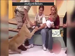 Lion attacks toddler on LIVE Mexican TV Show, tries to snatch child ... - Sakshi