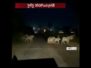 Pride of lions crossing the Gujarat highway brings traffic - Sakshi