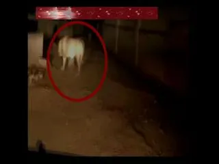 Lion caught on camera in Junagadh in Gujarat - Sakshi