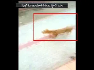 Lioness roams on streets of Virpur village in Sasan Gir area - Sakshi