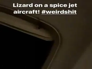 When Calender Girls actor Ruhi Singh found a lizard under her seat in SpiceJet flight - Sakshi