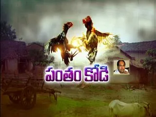 No fear to the Betting persons of Cock fight about court orders||magazine story - Sakshi