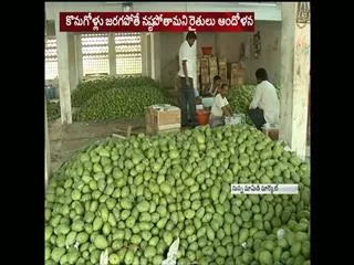 Mango farmers angry on govt - Sakshi