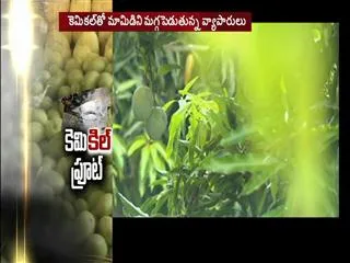 chemicals in mango fruit - Sakshi