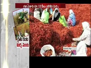 Mirchi Farmers Facing Problems with Marketing and Price - Sakshi