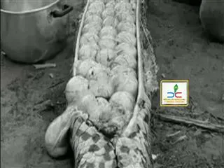 Nigerian villagers kill GIGANTIC snake only to discover it was filled with scores of eggs - Sakshi