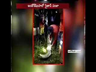 villagers find missing farmer inside giant python belly - Sakshi