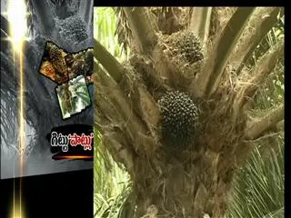 palm oil farmers facing losses in ap - Sakshi