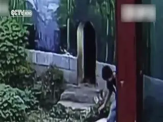 Man vs panda: And the winner is.. - Sakshi