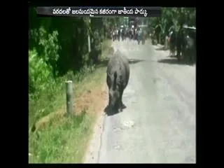 13 Rare Rhinos Drown In Kaziranga As Assam Battles Floods - Sakshi
