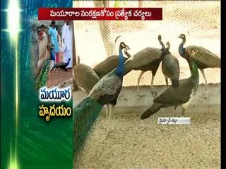 Breeding centre for peacocks soon - Sakshi