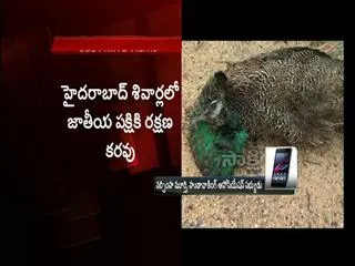8 Peacocks dead in with in one week at vanastali puram, hyderabad - Sakshi