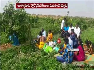 Marriage for mango trees in atamkuru - Sakshi