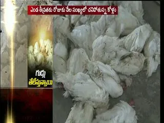 poultry farms close down due to massive losses - Sakshi
