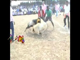 rams Fight in naravaripalli - Sakshi