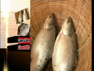 pulasa fish coming in Godavari district - Sakshi