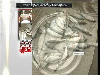 Pulasa fish sold in online - Sakshi