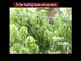 cheetah found in ananthpur district - Sakshi