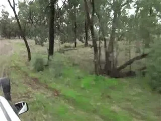 Zoo keeper punches kangaroo to save dog, video goes viral - Sakshi