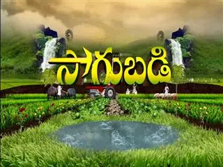 Sagubadi 25th Aug 2016 - Sakshi