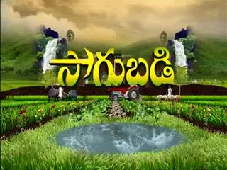 Sagubadi 6th Feb 2017 - Sakshi