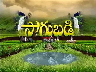 Sagubadi 6th Spet 2016 - Sakshi