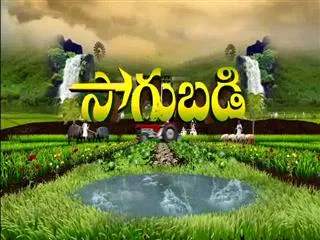 Sagubadi 9th January 2017 - Sakshi