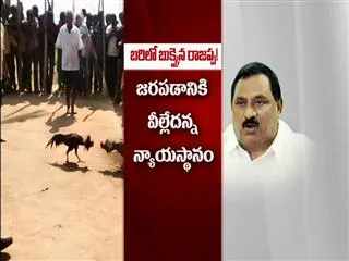 Home Minister rajappa not respond on cock fight - Sakshi