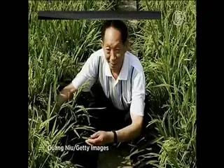 Chinese Scientist Develops "Super Rice" Hybrid - Sakshi