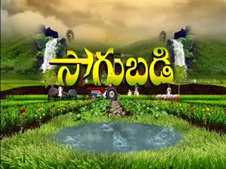 Sagubadi 3rd December 2016 - Sakshi