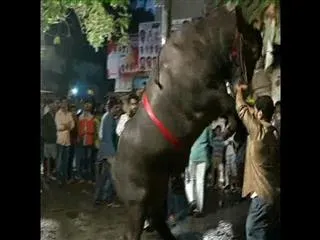 Sadar Festival | Buffalo Carnival Of Hyderabad - Sakshi