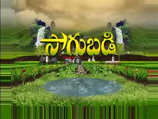 Sagubadi 10th February 2017 - Sakshi