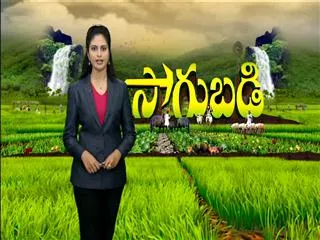 Sagubadi 31st August 2016 - Sakshi