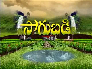 Sagubadi 13th December 2016 - Sakshi