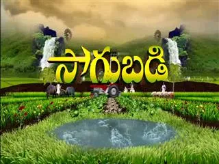 Sagubadi 1st September 2016 - Sakshi