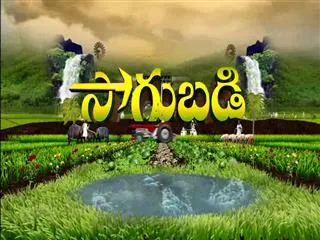 Sagubadi 3rd September 2016 - Sakshi