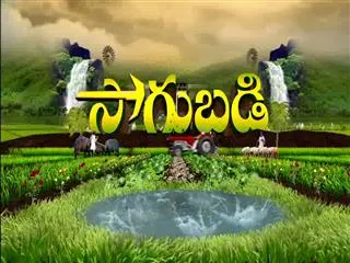 Sagubadi 19th Sept 2016 - Sakshi
