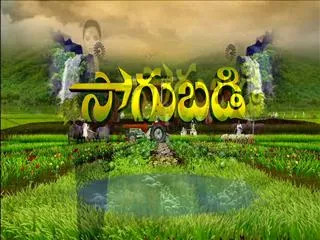 Sagubadi 4th November 2016 - Sakshi