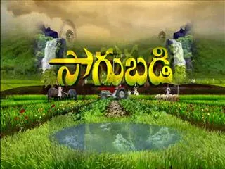 Sagubadi  15th November 2016 - Sakshi