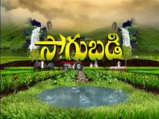 Sagubadi 30th November 2016 - Sakshi