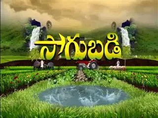 Sagubadi 1st December 2016 - Sakshi