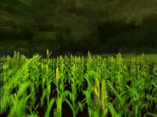 Sagubadi 9th December 2016 - Sakshi