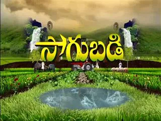 Sagubadi 20th January 2017 - Sakshi