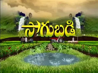 Sagubadi 21st January 2017 - Sakshi