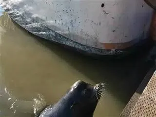 Sea lion grabs girl off dock, pulls her into water - Sakshi