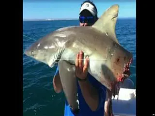 Watch: Shark bites another shark in half - Sakshi