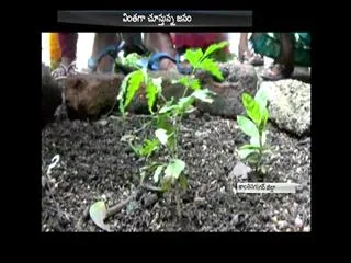 strange Behavior neem plant neem plant in karimnagar district - Sakshi